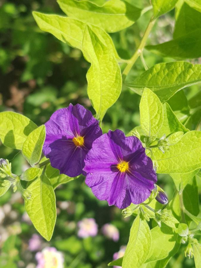 4 Ambelia Paradise Megalochori  Εξωτερικό φωτογραφία